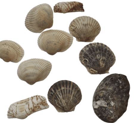 ΦΥΣΙΚΑ ΚΟΧΥΛΙΑ 10ΤΕΜ.